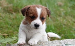 Jack Russell dogs for sale: KC Registered JR puppies  - Image 5