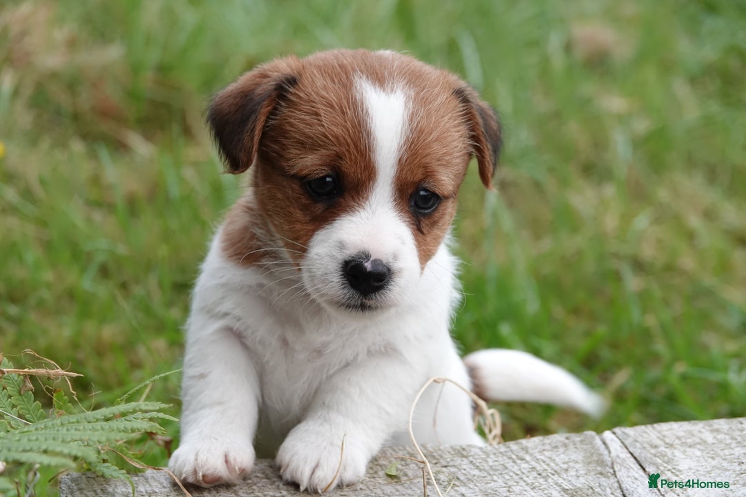 Jack Russell dogs for sale: KC Registered JR puppies  - Image 5