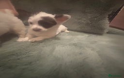 Mixed Breed dogs for sale: Miniature chihuahua X Jack russell puppies  - Image 11
