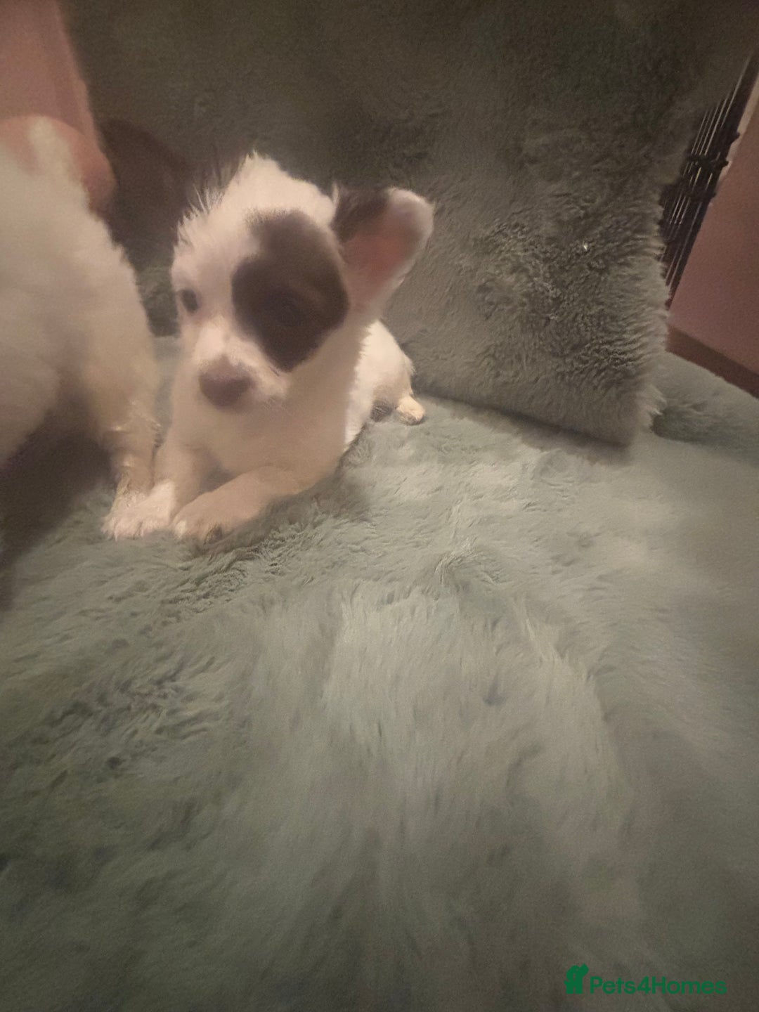 Mixed Breed dogs for sale: Miniature chihuahua X Jack russell puppies  - Image 11