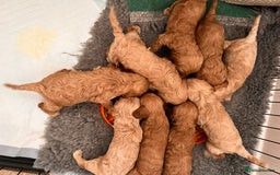 Cockapoo dogs for sale: F1 Cockapoo’s DNA Health Tested Parents - Image 14