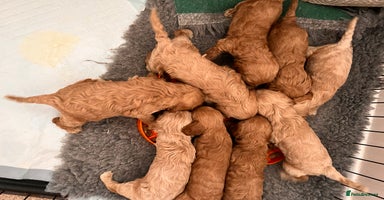 Cockapoo dogs - Advert 7