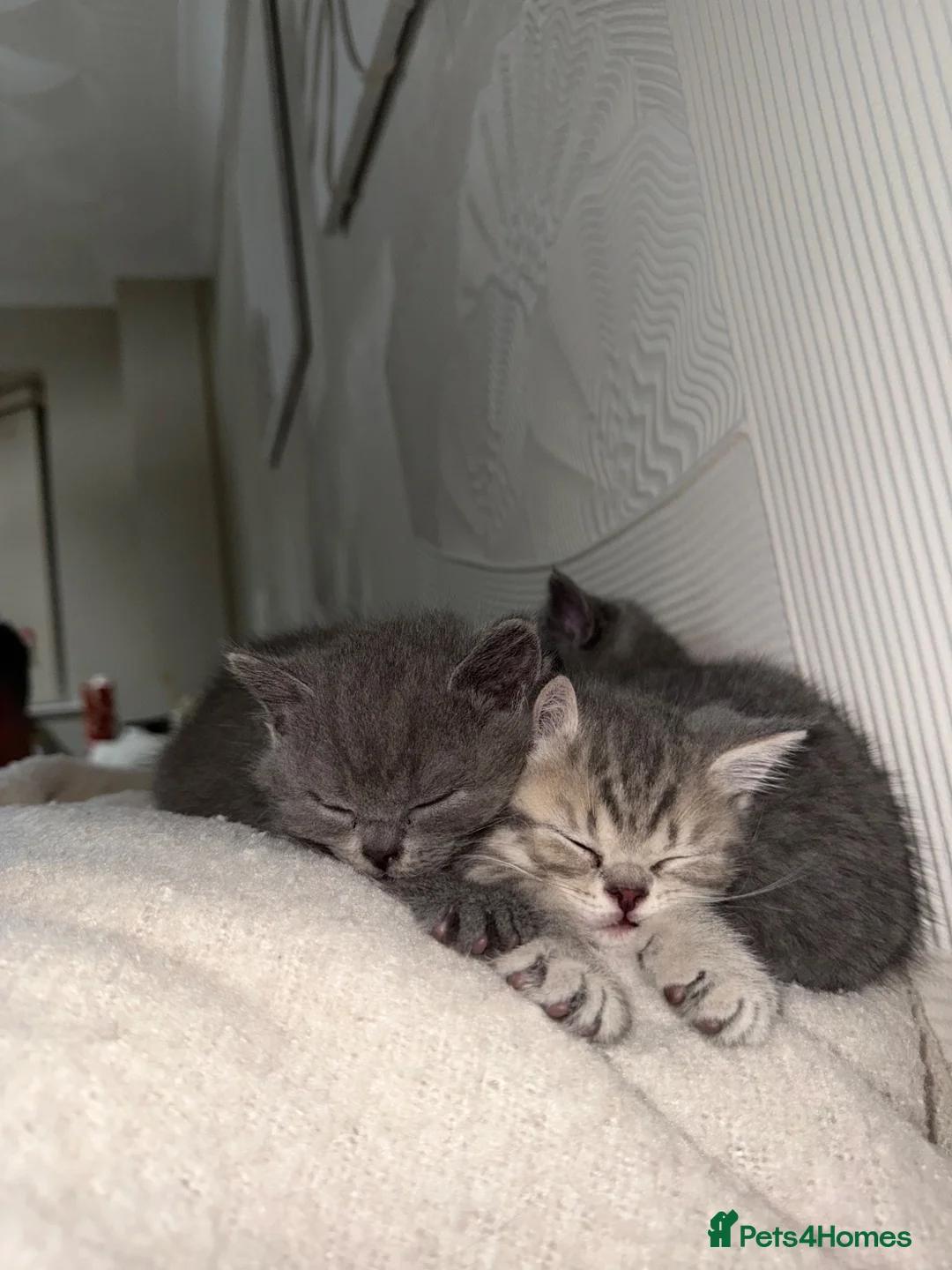 British Shorthair cats for sale: British short hair female kittens  - Advert 2
