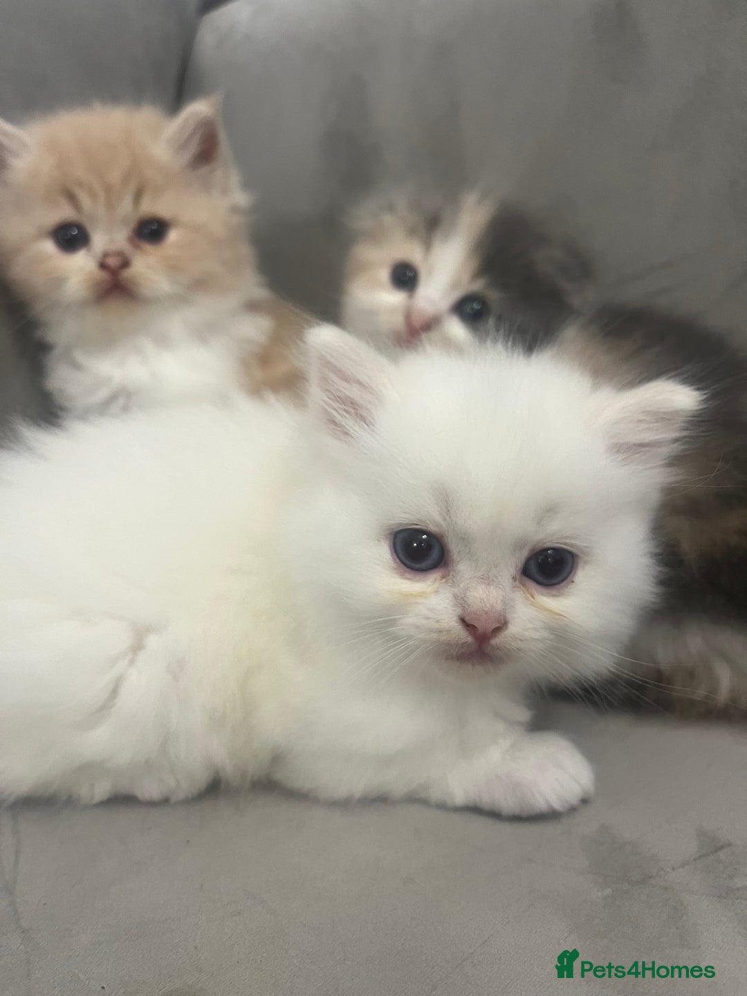 Scottish Fold cats for sale: Scottish fold straight kittens medium/long hair - Image 15