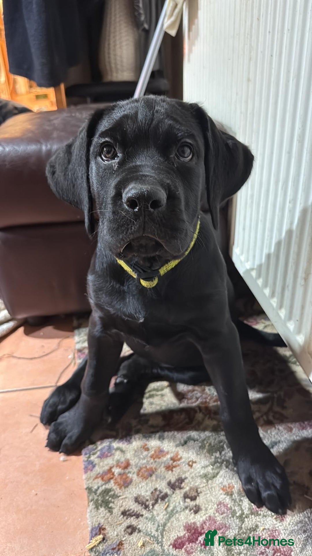 Mixed Breed dogs for sale: cane corso cross puppies  - Image 9
