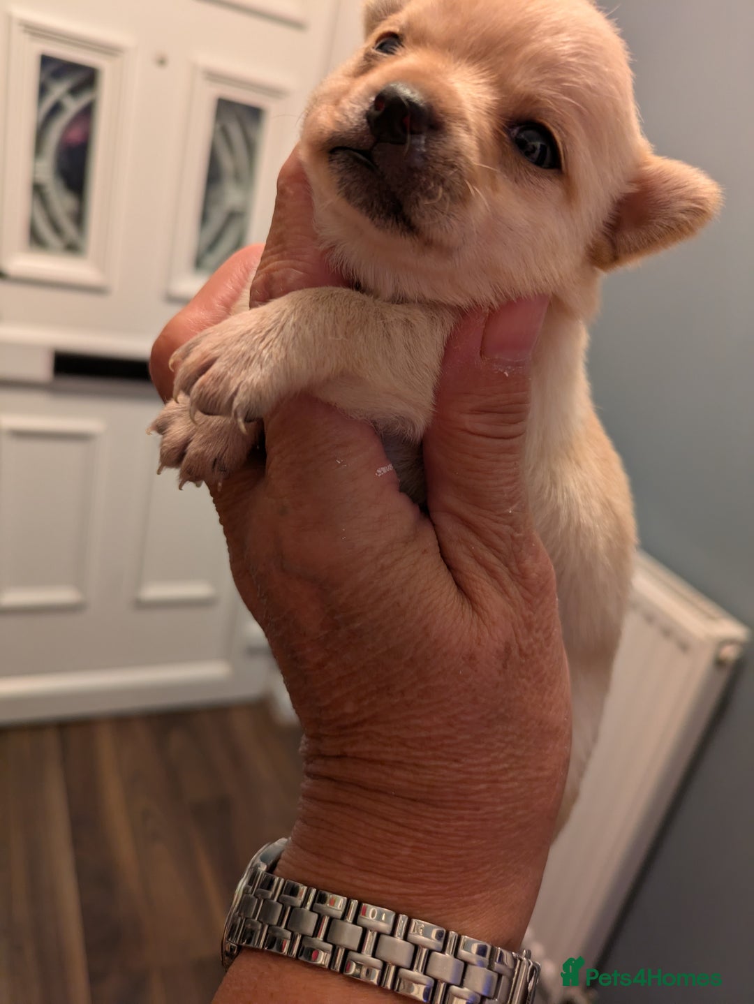 Chihuahua dogs for sale: Chihuahua  - Image 7