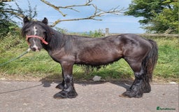Irish Cob horses for sale: Cob yearling Gelding to make 14.3hh - Image 2