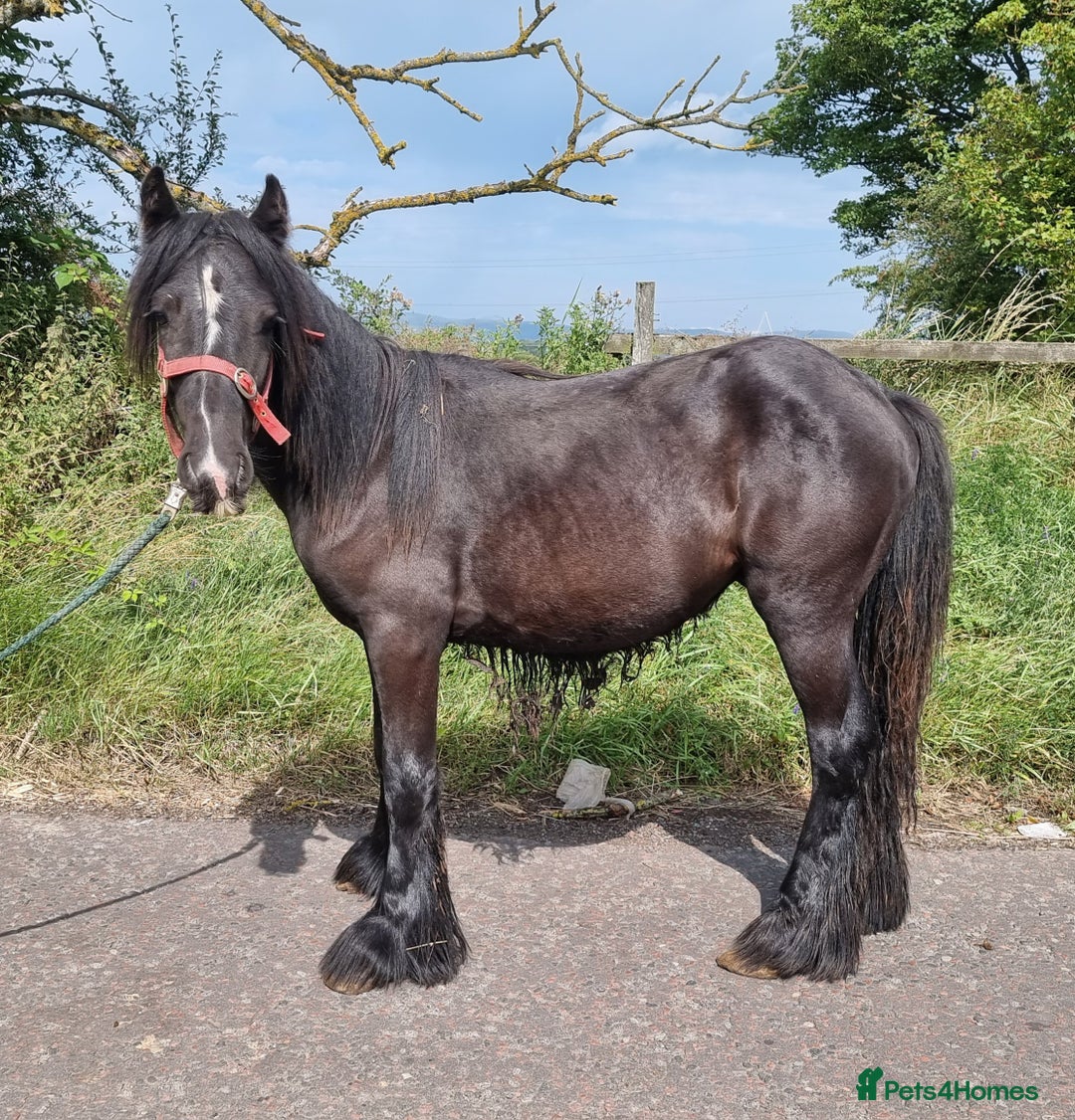 Irish Cob horses for sale: Cob yearling Gelding to make 14.3hh - Image 2