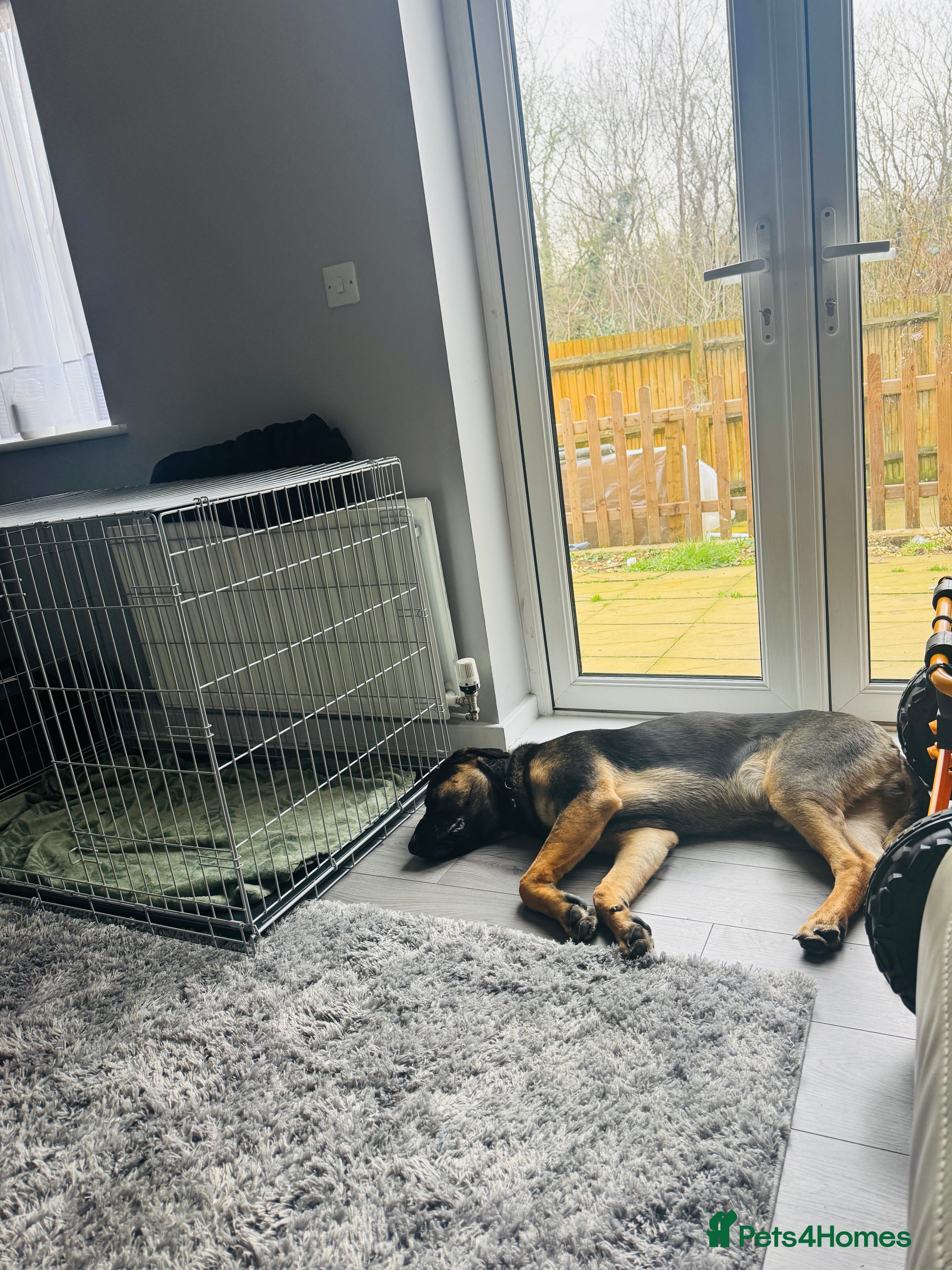 Mixed Breed dogs Louis  - Advert 2