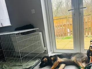 Mixed Breed dogs Louis - Advert 2