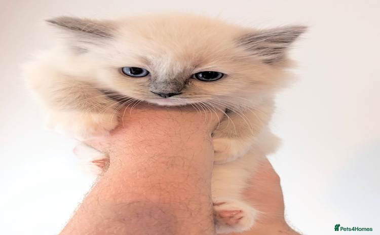 Ragdoll cats - Advert 4