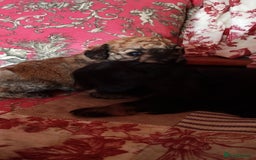 Yorkiepoo dogs for sale: Yorkipoos  - Image 1