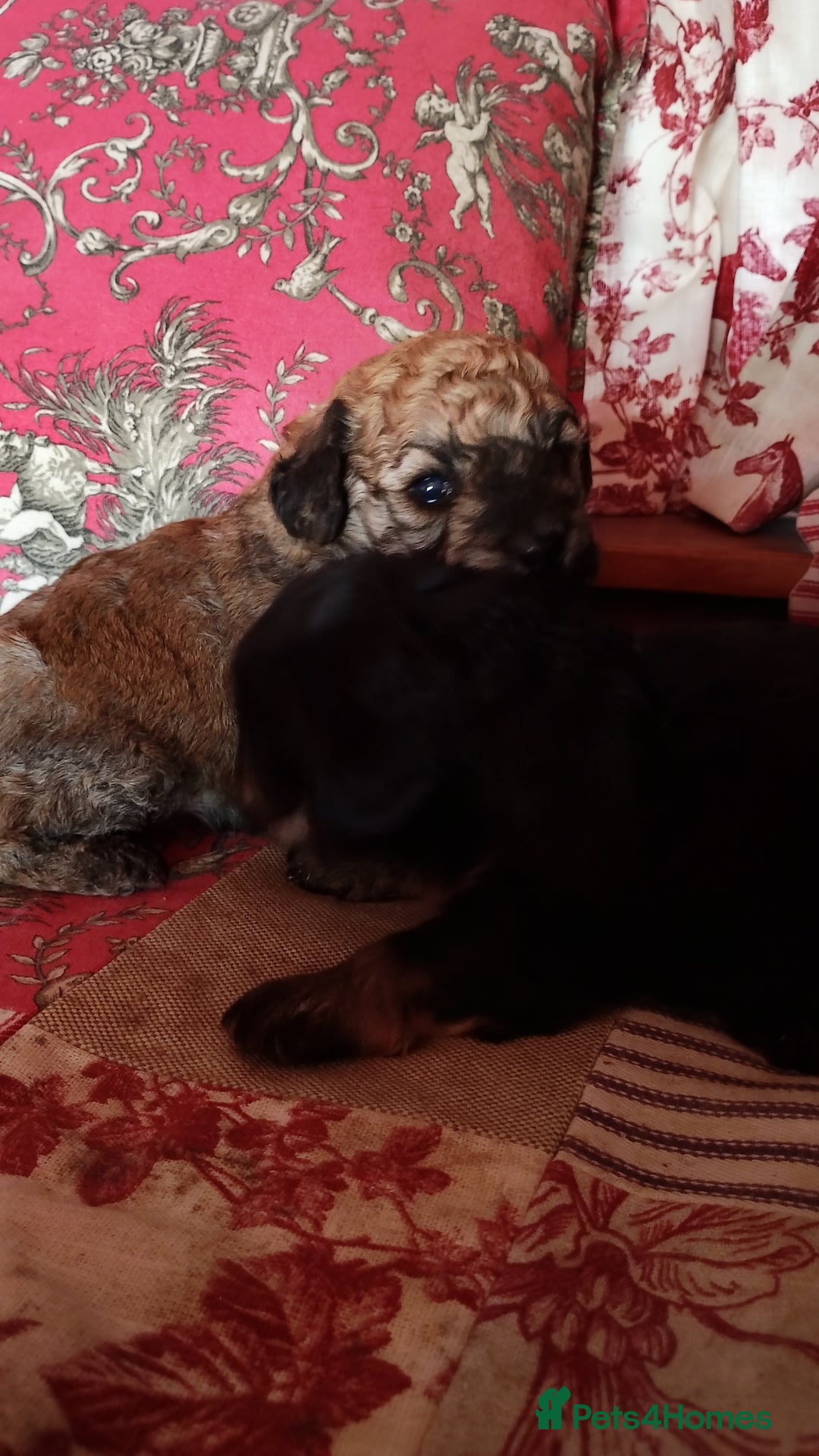 Yorkiepoo dogs for sale: Yorkipoos  - Image 1