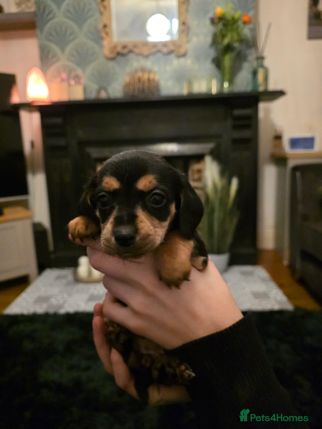 Doxiepoo dogs for sale: 4 beautiful daschund puppies for sale - Advert 5