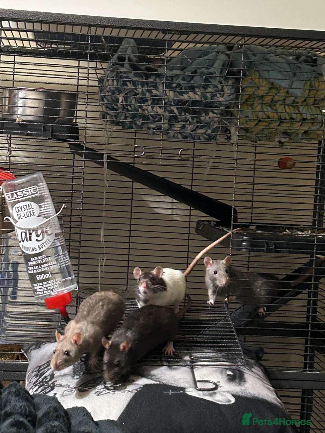 Rat rodents for sale: Luna, Hazel, Remi and Rio - Advert 2