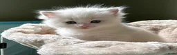 Ragdoll cats for sale: Outstanding TICA reg Ragdoll Male Deep Blue Eyes. - Advert 35