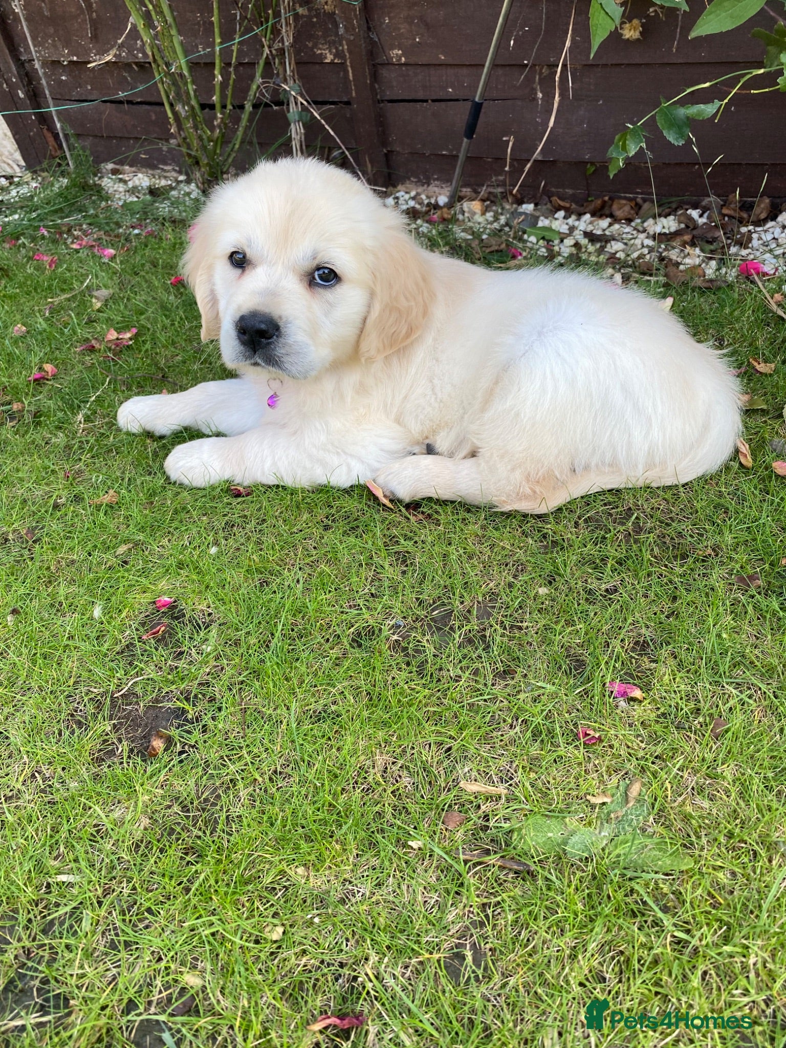 Golden Retriever dogs 2 female KC registered cream  - Advert 2