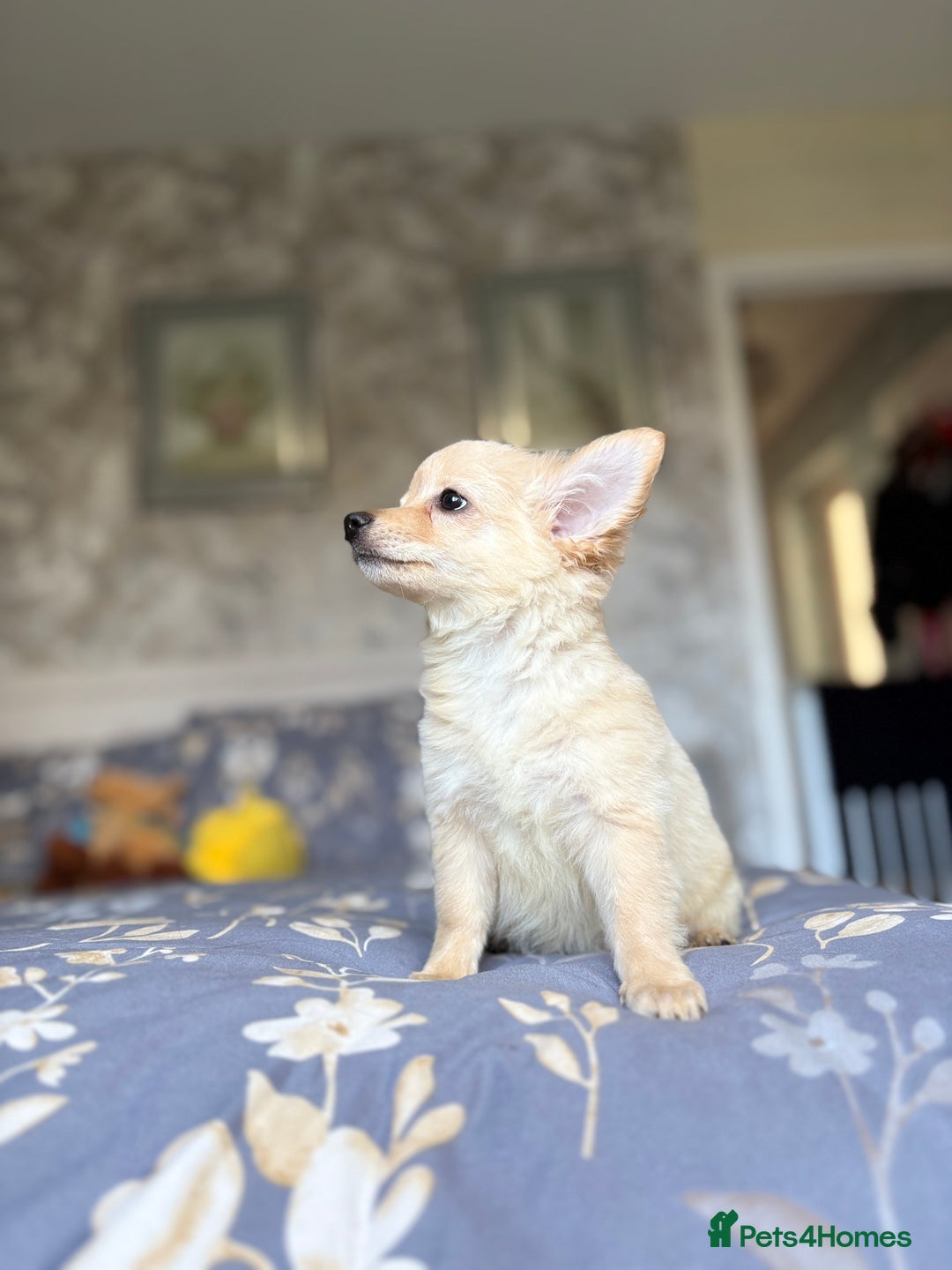 Chihuahua dogs for sale: Chihuahua x Italian volpino (4 puppies left ) 🏆 - Image 33