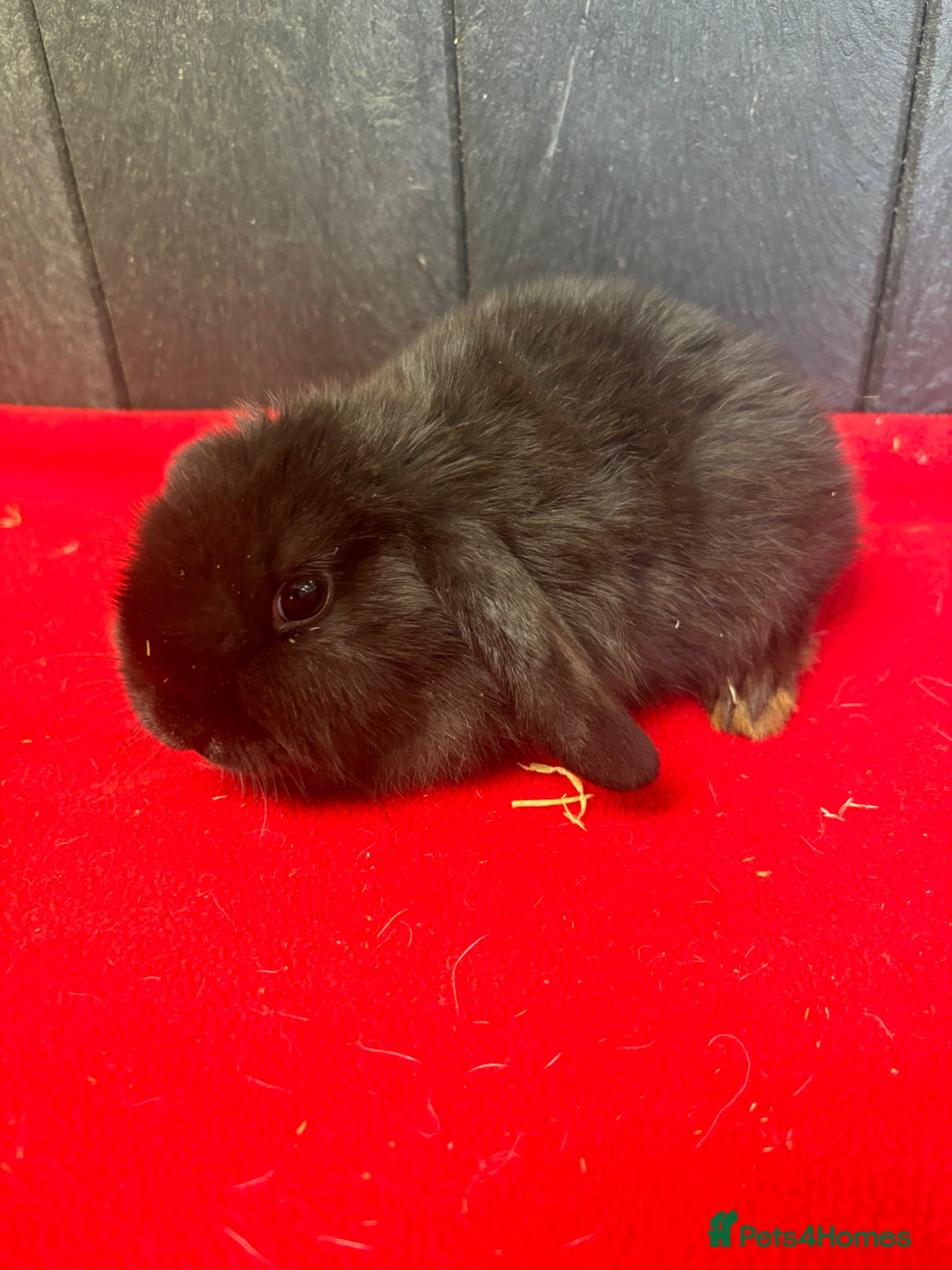 Mini Lop rabbits ⭐️⭐️⭐️Stunning mini lops⭐️⭐️⭐️ - Advert 2