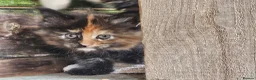 Maine Coon cats for sale: Beautiful Maine Coon kittens  in Warminster - Advert 10