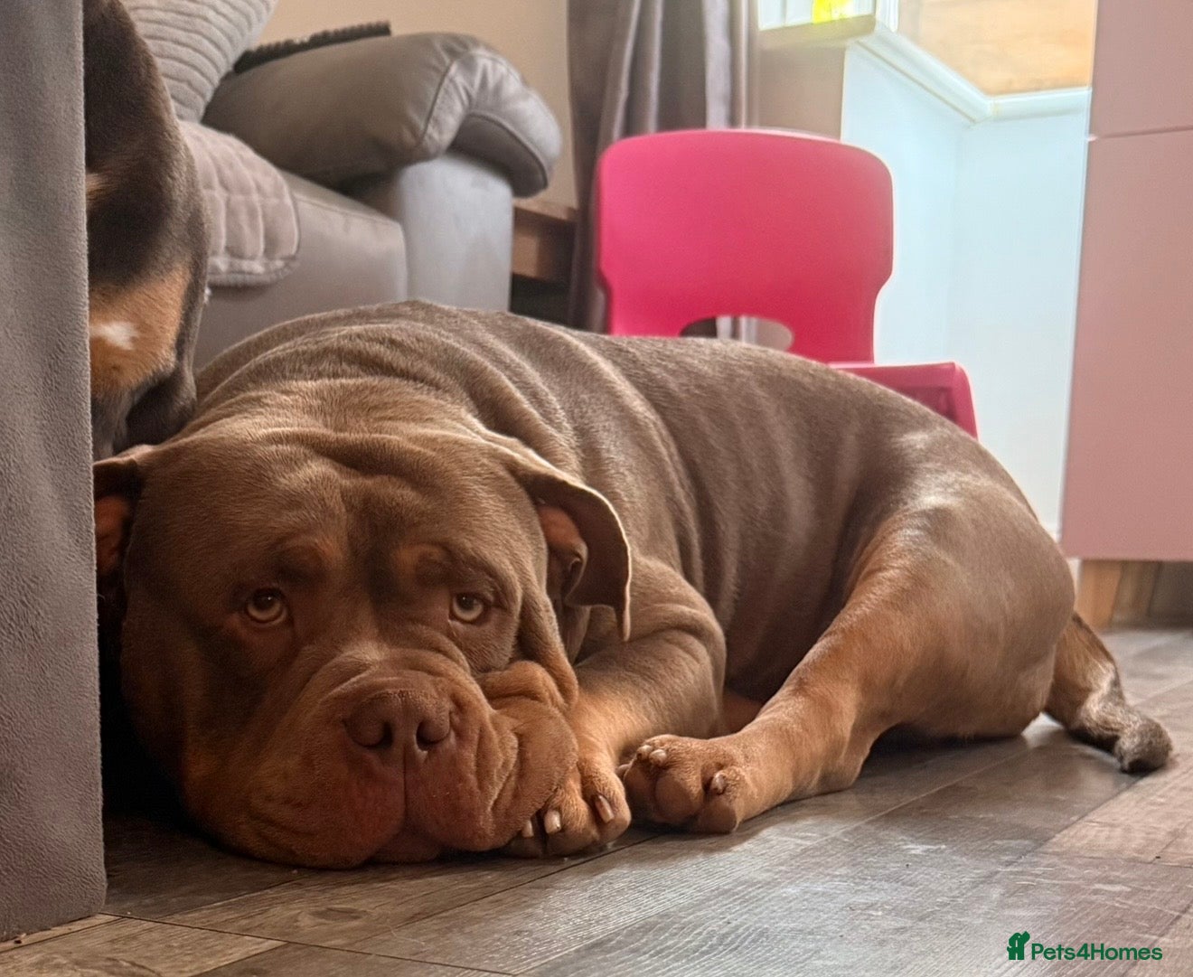 American Bully dogs Beautiful pocket bully OBI  - Advert 1