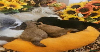 Mixed Breed dogs - Advert 2