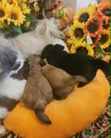 Mixed Breed dogs - Advert 2