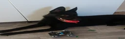 German Shepherd dogs for sale: German Shepherd  in Normanton - Advert 4