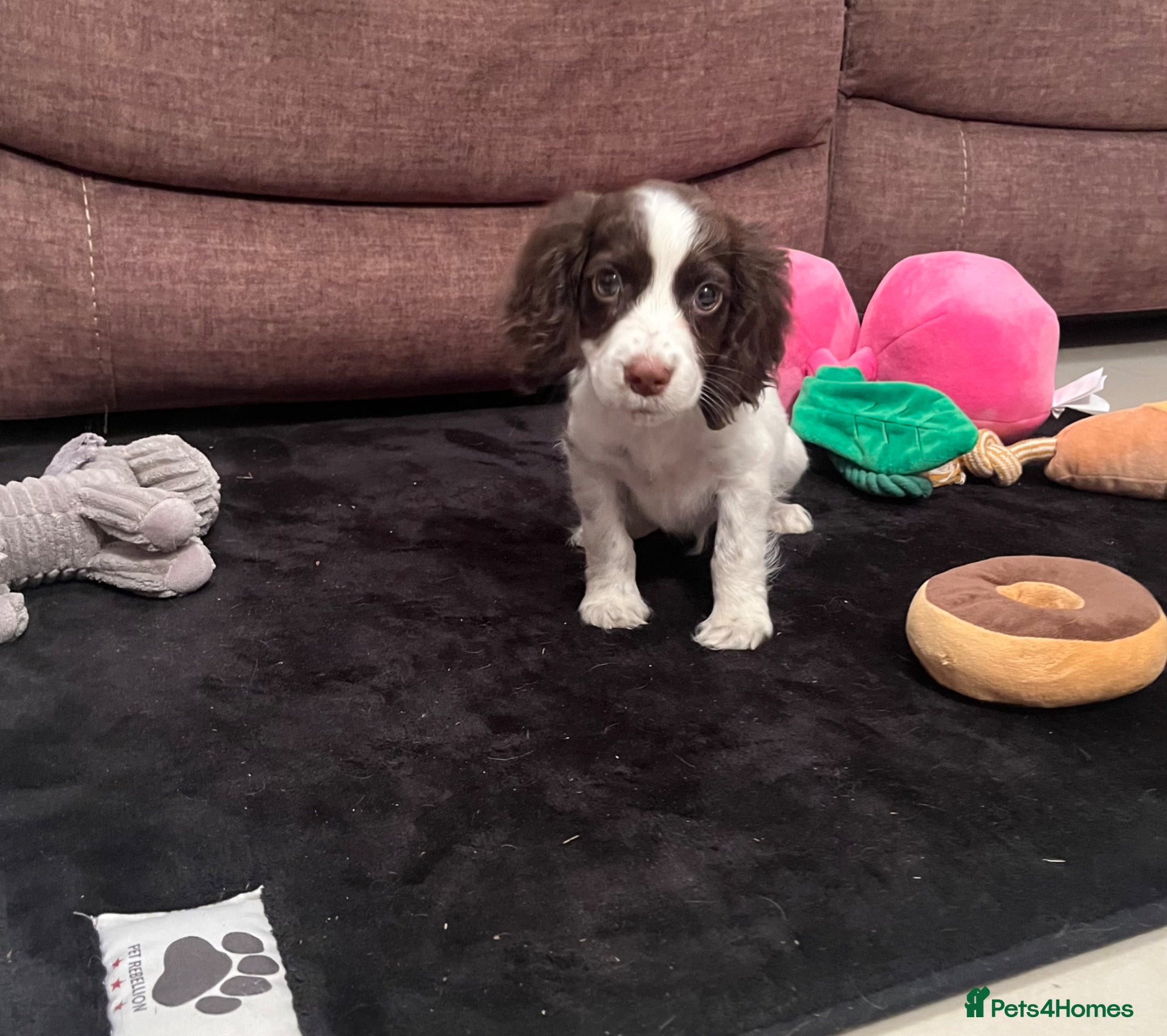 Cocker Spaniel dogs 💙Ready to leave Gorgeous Cocker Spaniels Puppies  - Advert 1