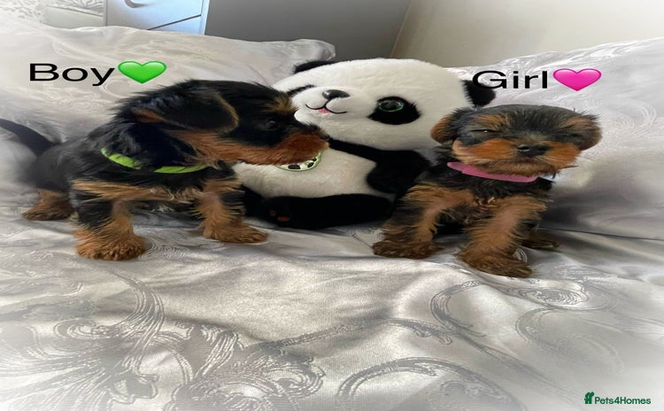 Yorkshire Terrier dogs - Advert 12