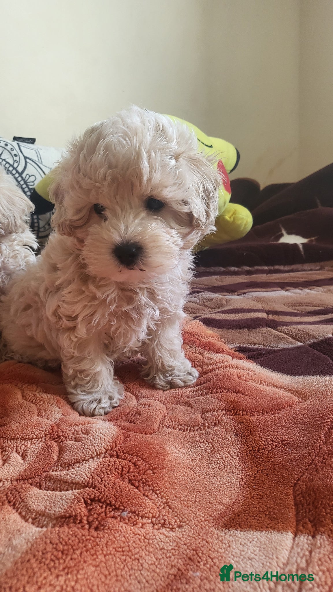 Maltipoo dogs Maltipoo  - Advert 8