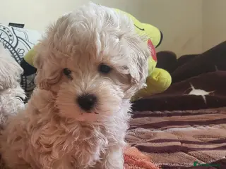 Maltipoo dogs Maltipoo - Advert 8