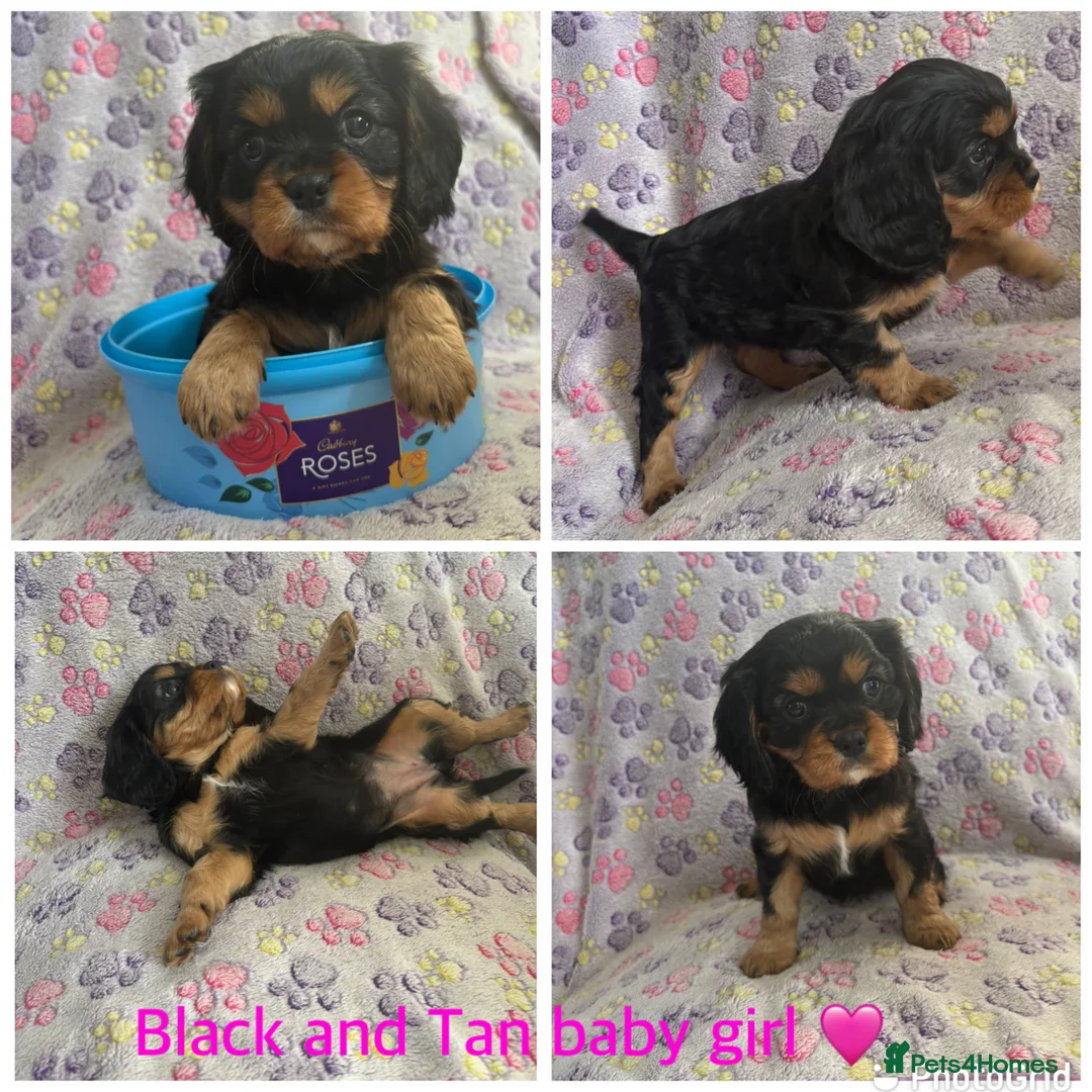 Cavalier King Charles Spaniel dogs for sale: Cavalier King Charles spaniel puppies❤️ - Advert 1