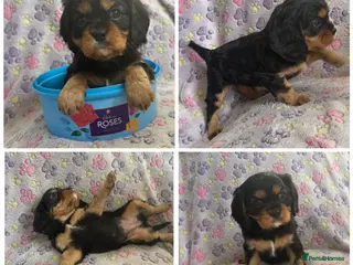 Cavalier King Charles Spaniel dogs Cavalier King Charles spaniel puppies❤️ - Advert 16