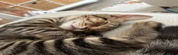 Mixed Breed cats for sale: Kitten in Bristol - Advert 4