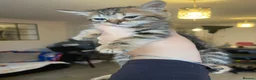 Mixed Breed cats for sale: Kittens/two adult cats - Advert 8