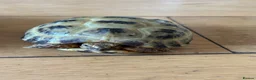 Tortoise reptiles for sale: 2 Horsefield torts, comes with full set up in Stockport - Advert 12