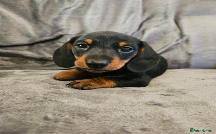 Miniature Dachshund dogs Miniature Daschund 1XBOY - Advert 1