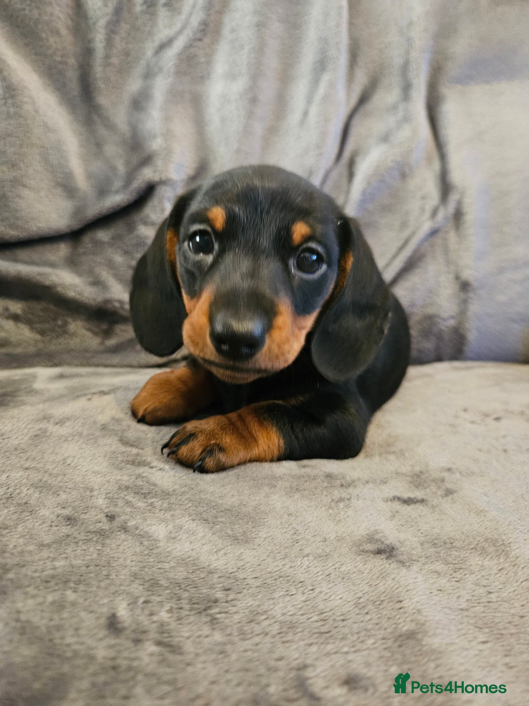 Miniature Dachshund dogs for sale: Miniature Daschund 1XBOY - Advert 1