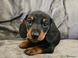 Miniature Dachshund dogs Miniature Daschund 1XBOY - Advert 17