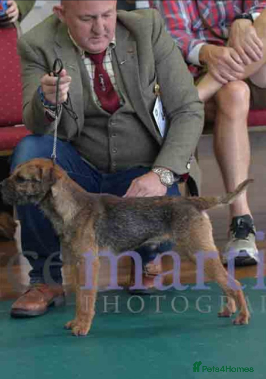 Border Terrier dogs for sale: 2 excellent show quality border terrier dog pups - Advert 7