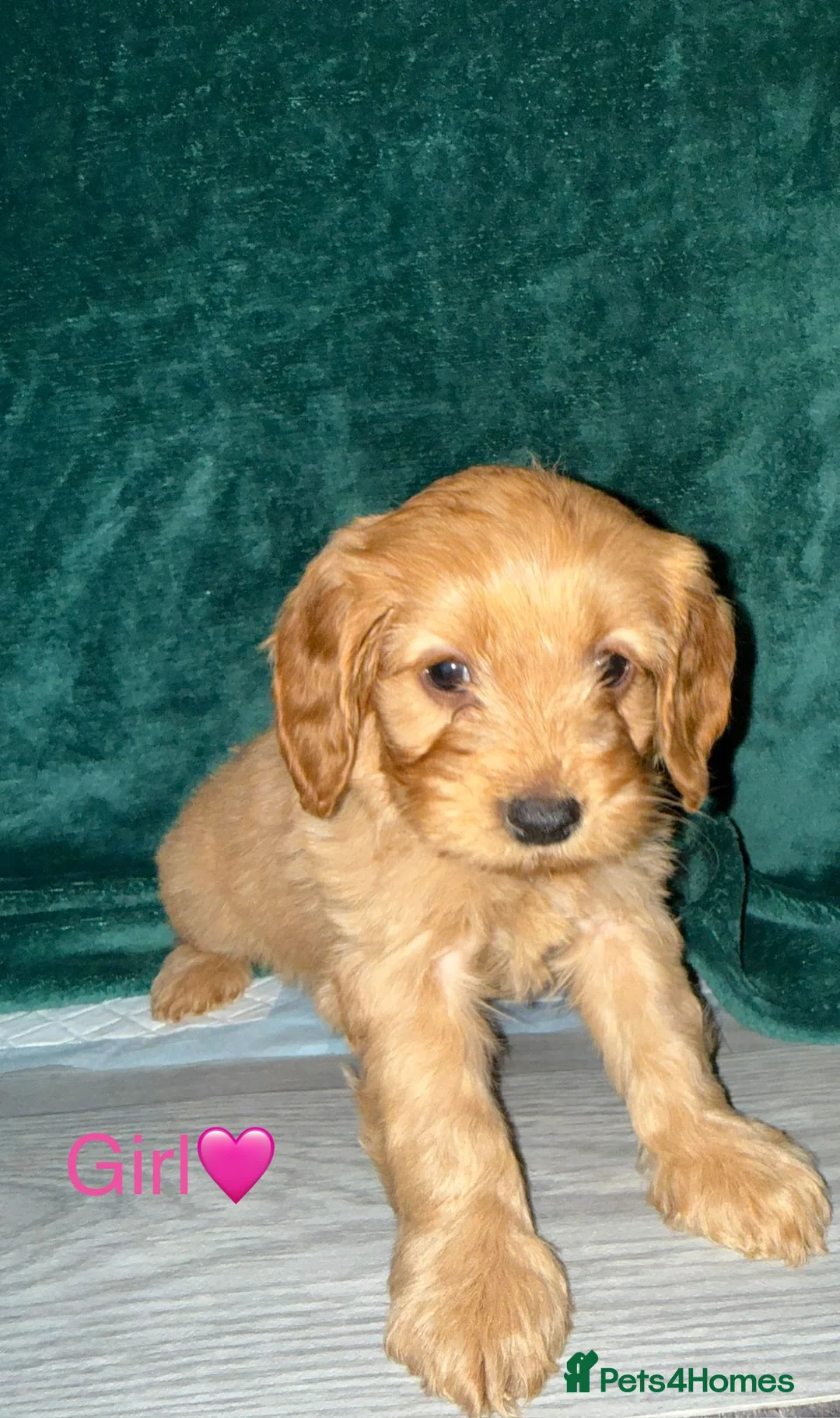 Cockapoo dogs for sale: Adorable puppies - Advert 4