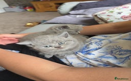 British Shorthair cats for sale: Beautiful British shorthair kittens - Image 22