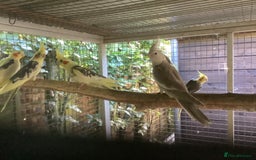 Cockatiels birds for sale: 2025  Cockatiels and Budgies - Image 11