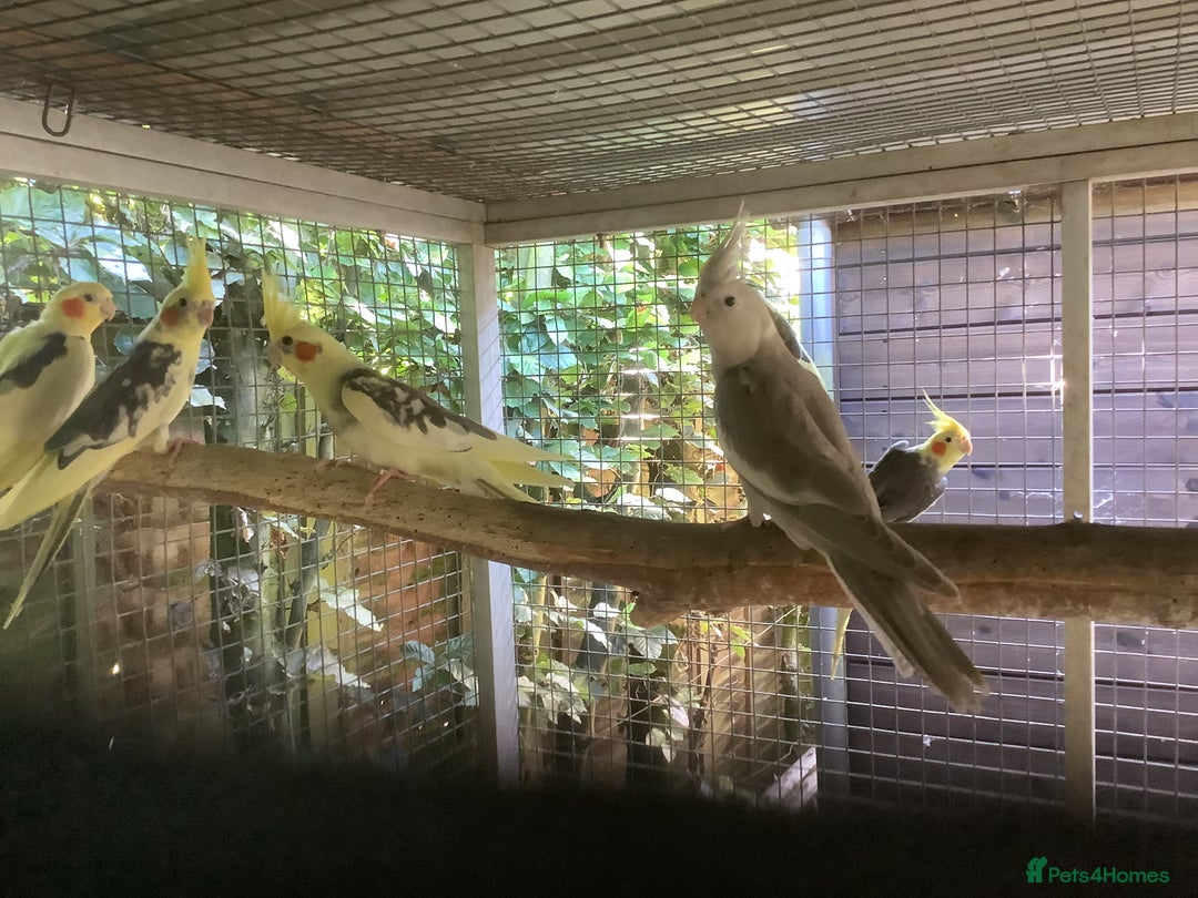 Cockatiels birds for sale: 2025  Cockatiels and Budgies - Image 11