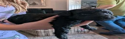 Cockapoo dogs for sale: Cockerpoo - Advert 4