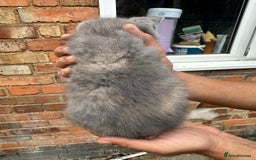 British Shorthair cats for sale: X BSH kittens - Image 4