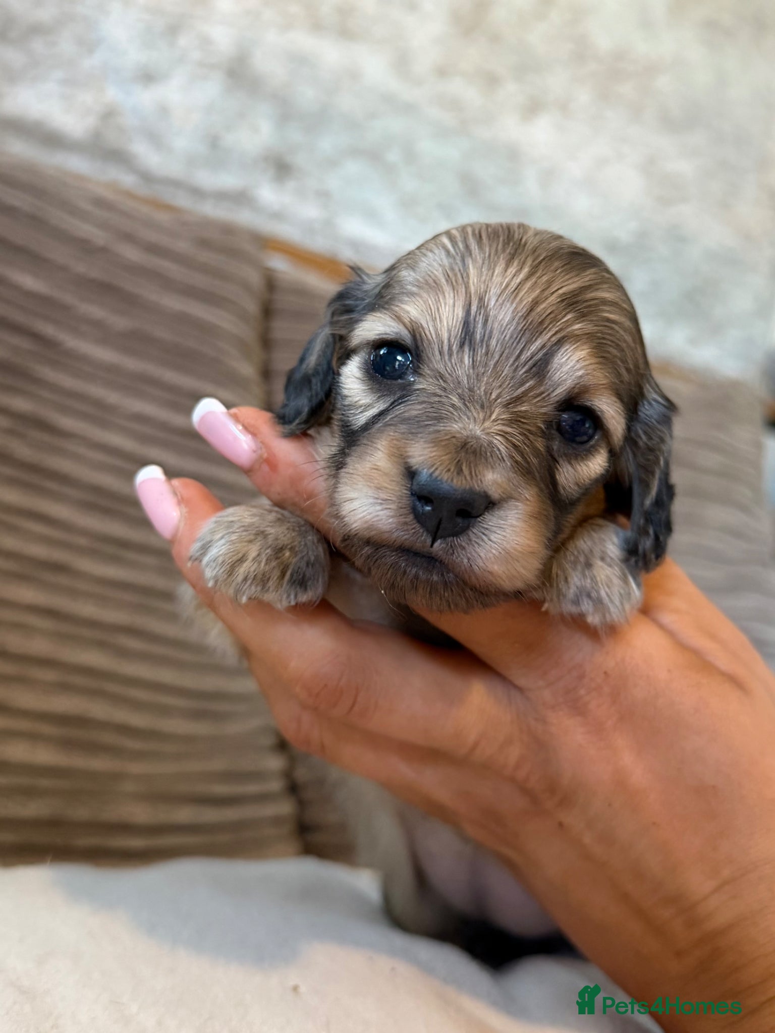 Miniature Dachshund dogs for sale: Miniature longhaired dachshunds  - Advert 6