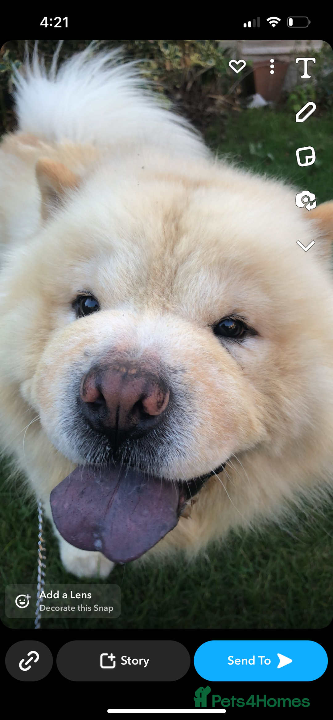 Chow Chow dogs for sale: Male cream chow chow (Loki) - Image 6