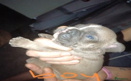 French Bulldog dogs for sale: 1 male French bulldog  - Advert 5